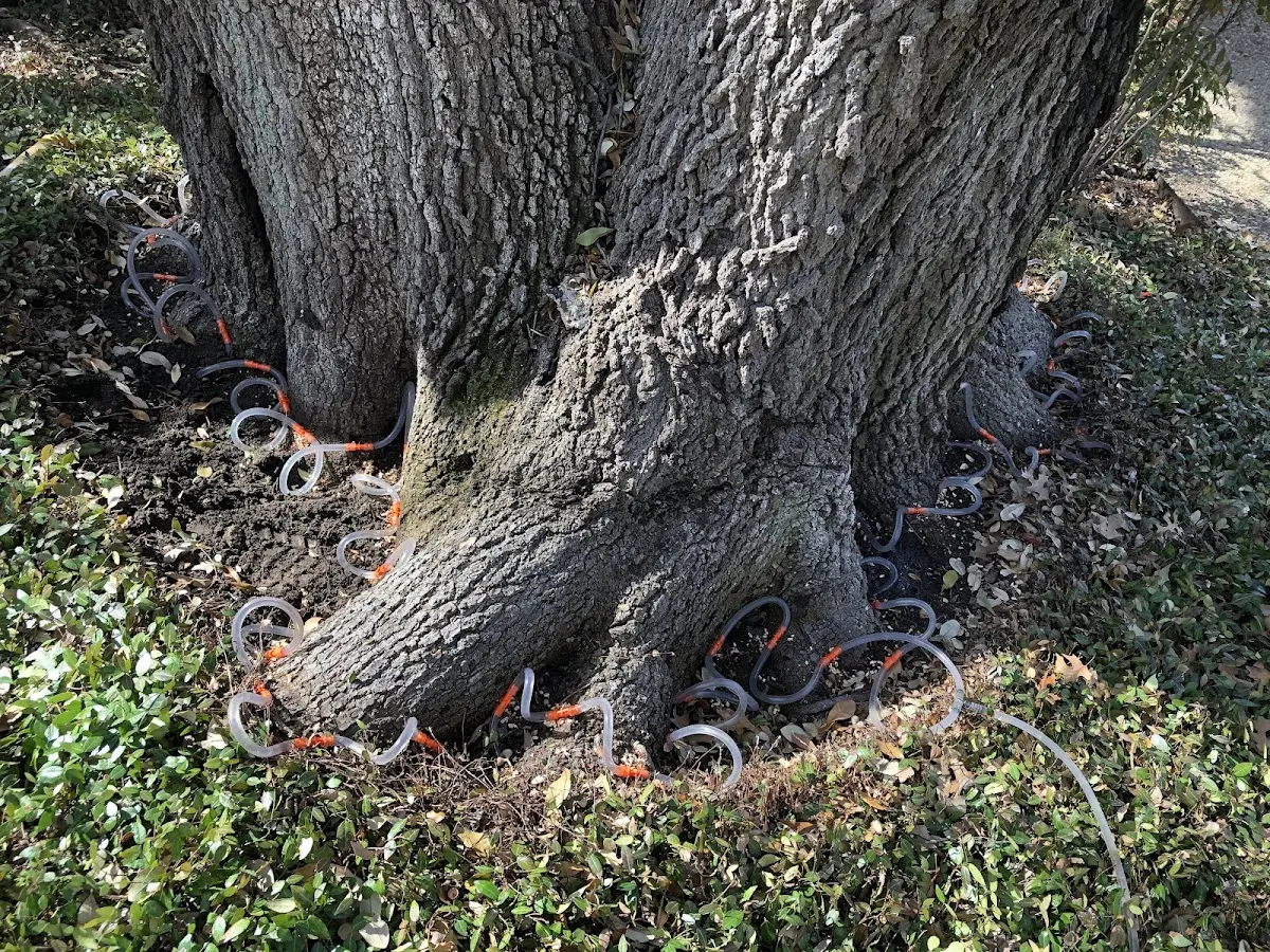 Detailed Tree Cabling and Bracing job site in Owensboro