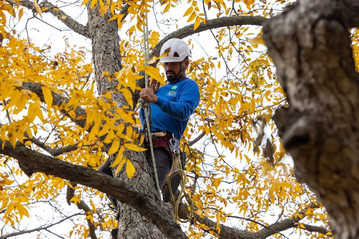 Skilled Tree Planting crew working in Owensboro