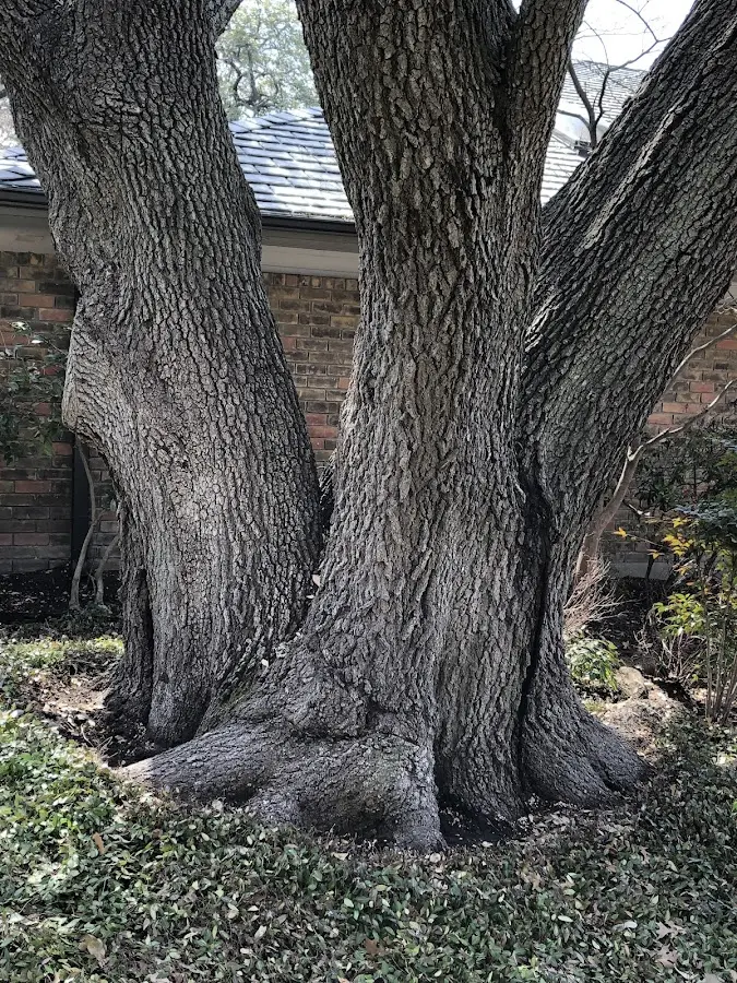 Mature heritage tree close to a Owensboro property cared for by certified arborists